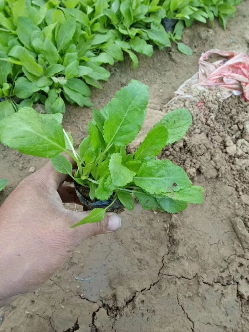 撒种多芽地被鼠尾草鼠尾草一手货源质优价廉