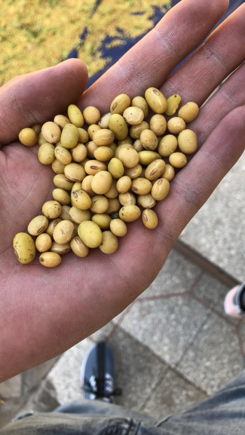 自家种植的黄豆