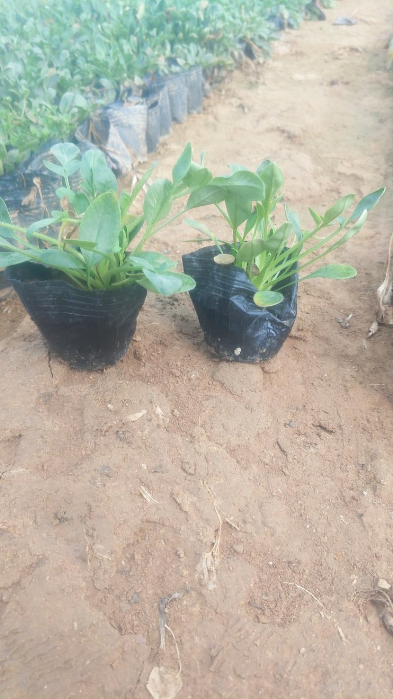 天人菊绿化用苗基地直供欢迎选购
