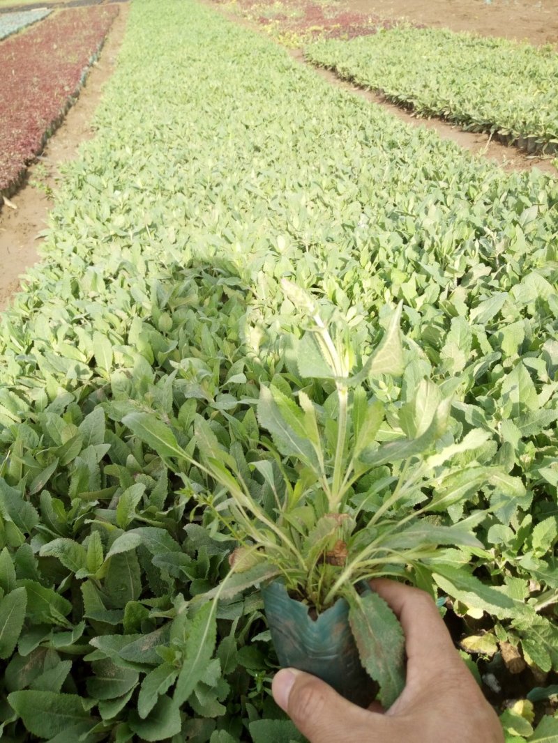 天人菊绿化用苗基地直供欢迎选购