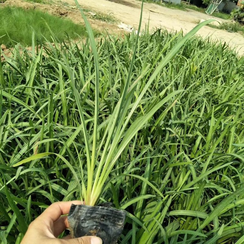 蛇鞭菊一手货源质量有保证量大从优