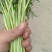芦篙