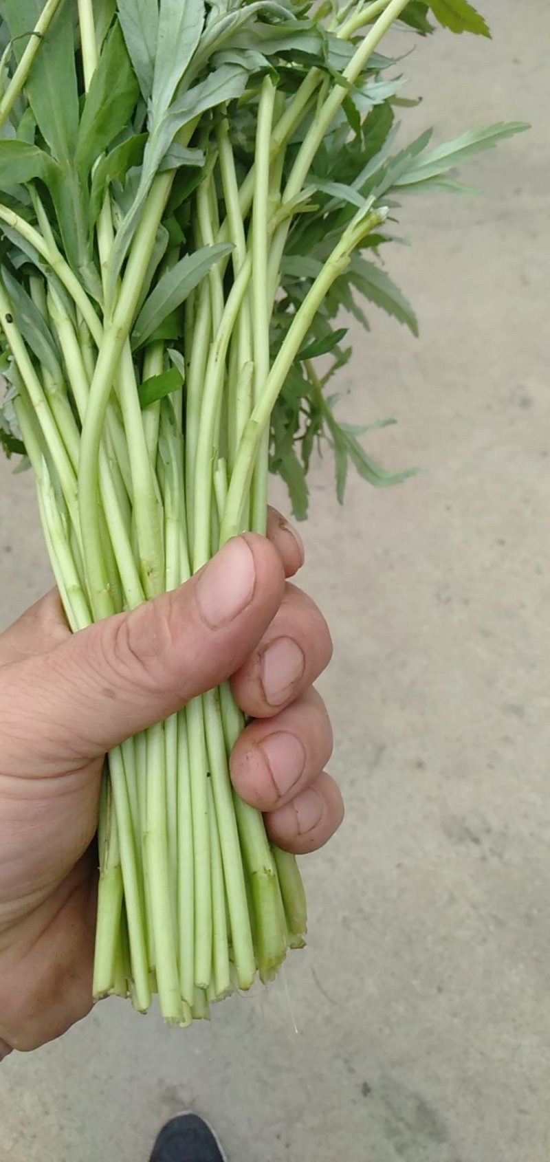芦篙