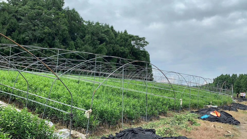 甘平杯苗精品苗一手货源自己苗圃直发现挖现发包鲜活