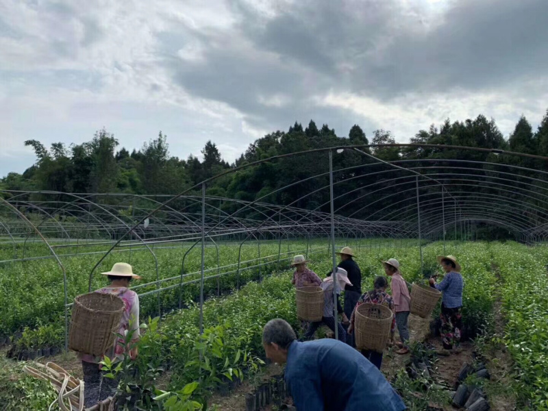 甘平杯苗精品苗一手货源自己苗圃直发现挖现发包鲜活