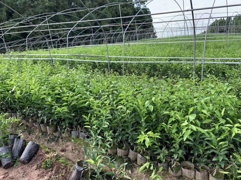 甘平杯苗精品苗一手货源自己苗圃直发现挖现发包鲜活