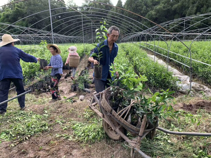 甘平杯苗精品苗一手货源自己苗圃直发现挖现发包鲜活