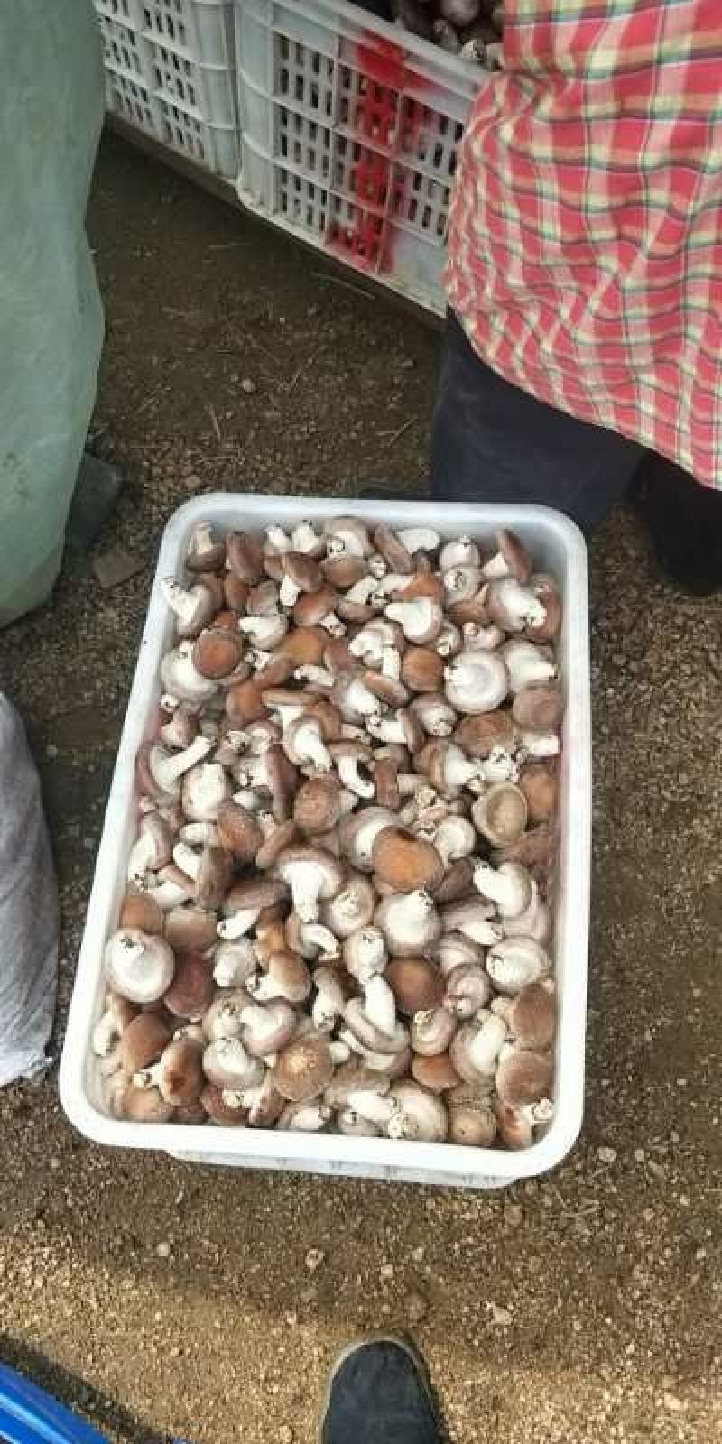 香菇