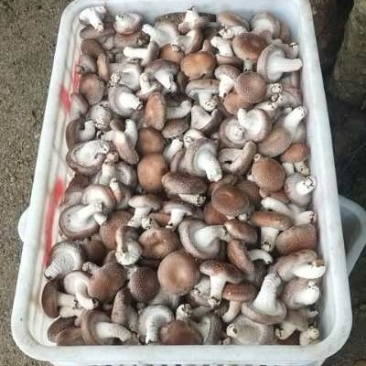 香菇