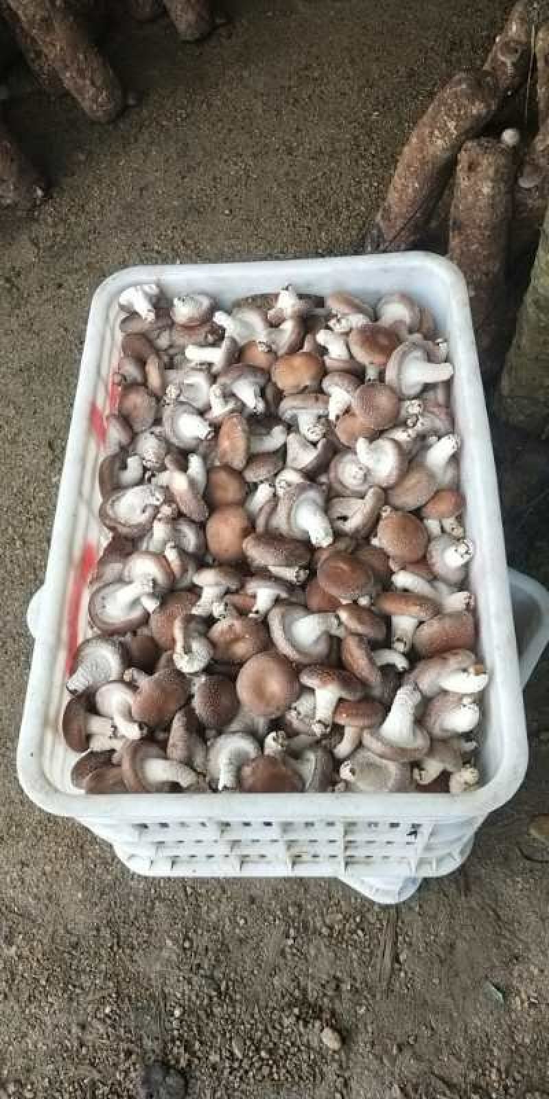 香菇