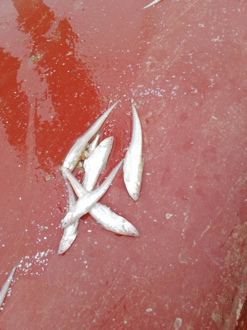 小刀鱼，小餐条