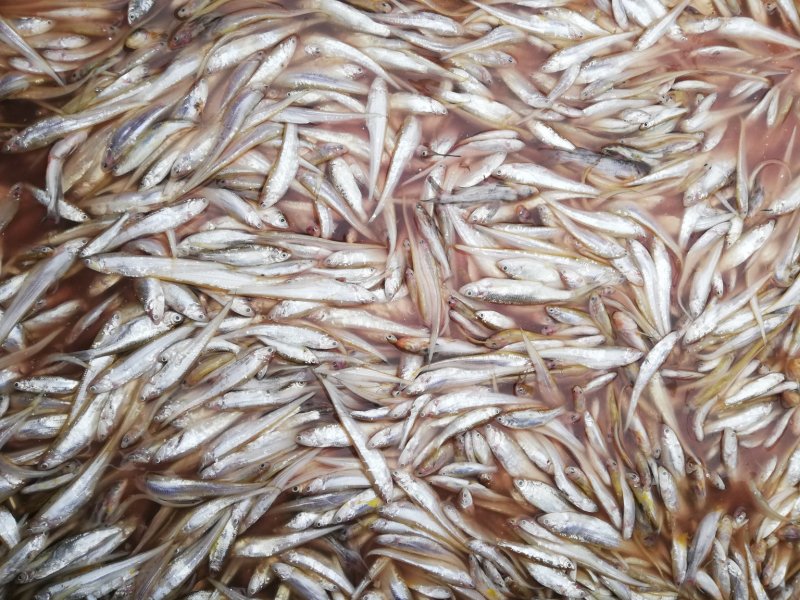 小刀鱼，小餐条