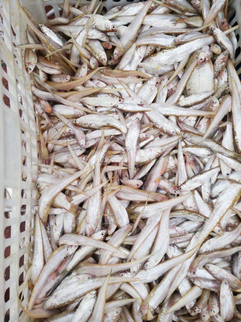 小刀鱼，小餐条