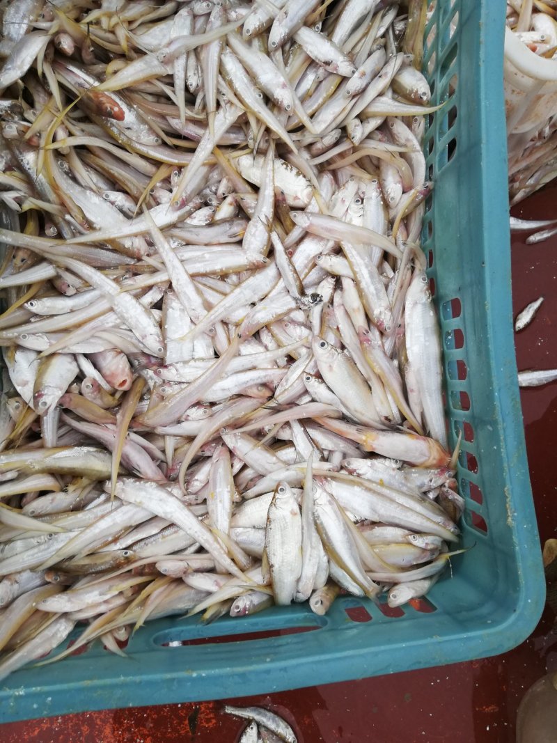小刀鱼，小餐条
