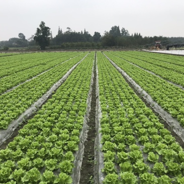 意大利生菜包上高速质量保障，量大从优，需要的电话