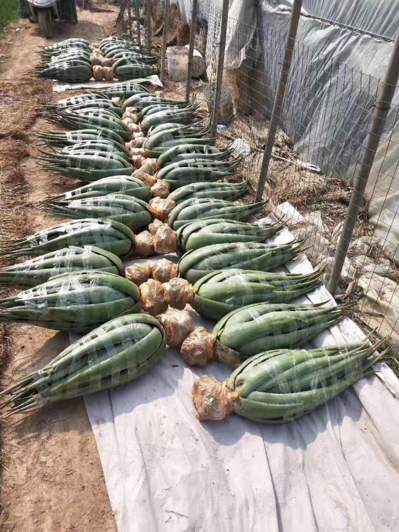 纳豆芦荟，常年提供美容院