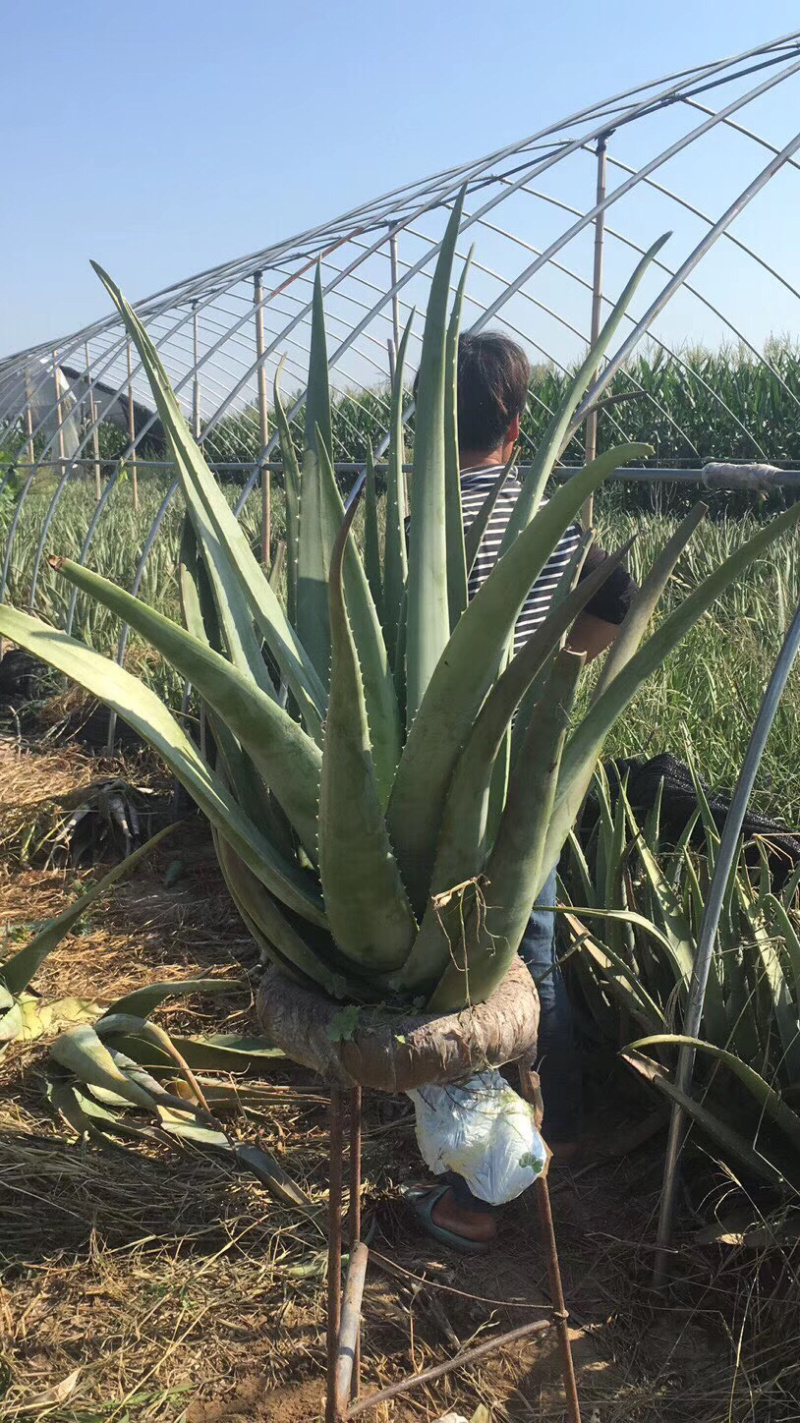 纳豆芦荟，常年提供美容院