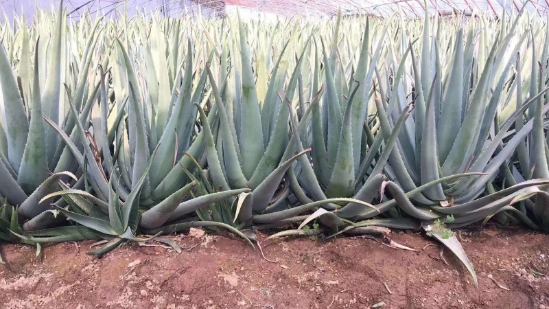 纳豆芦荟，常年提供美容院