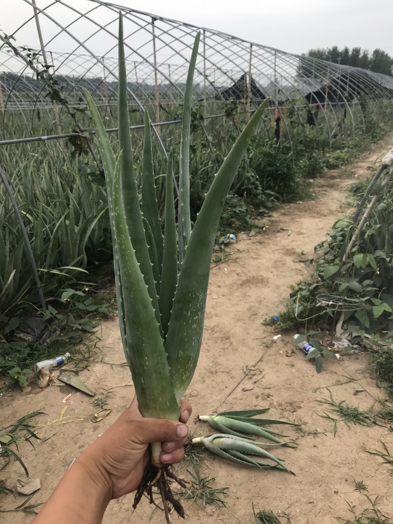 纳豆芦荟，常年提供美容院