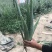 纳豆芦荟，常年提供美容院