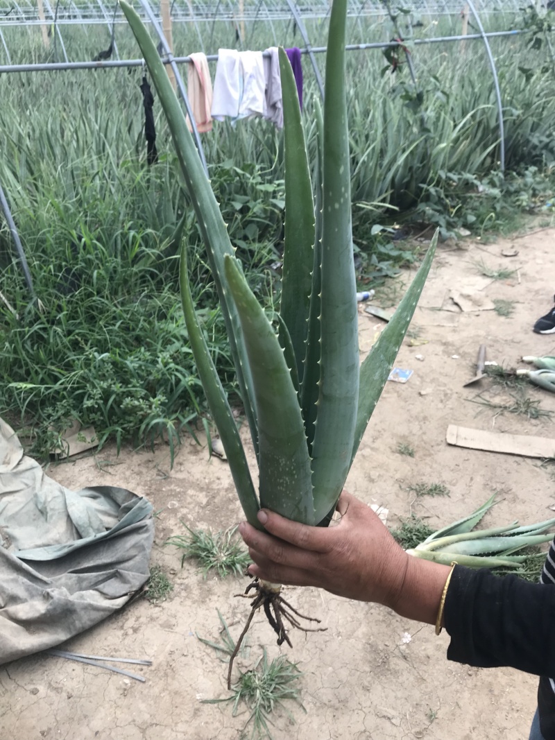 纳豆芦荟，常年提供美容院