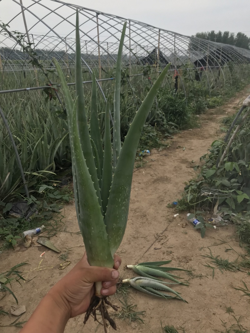 纳豆芦荟，常年提供美容院