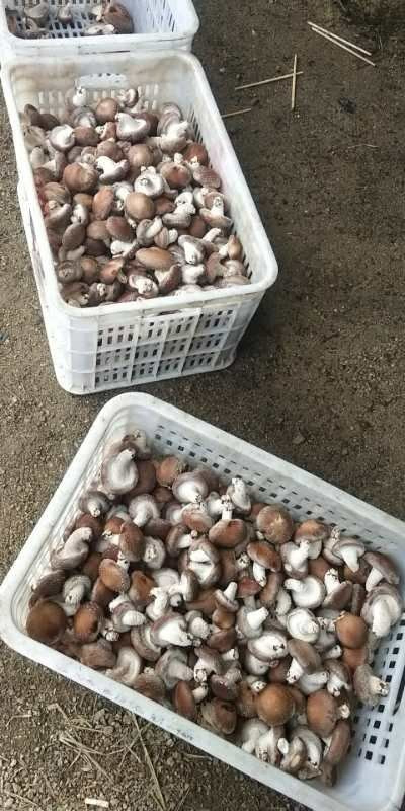 香菇冬季