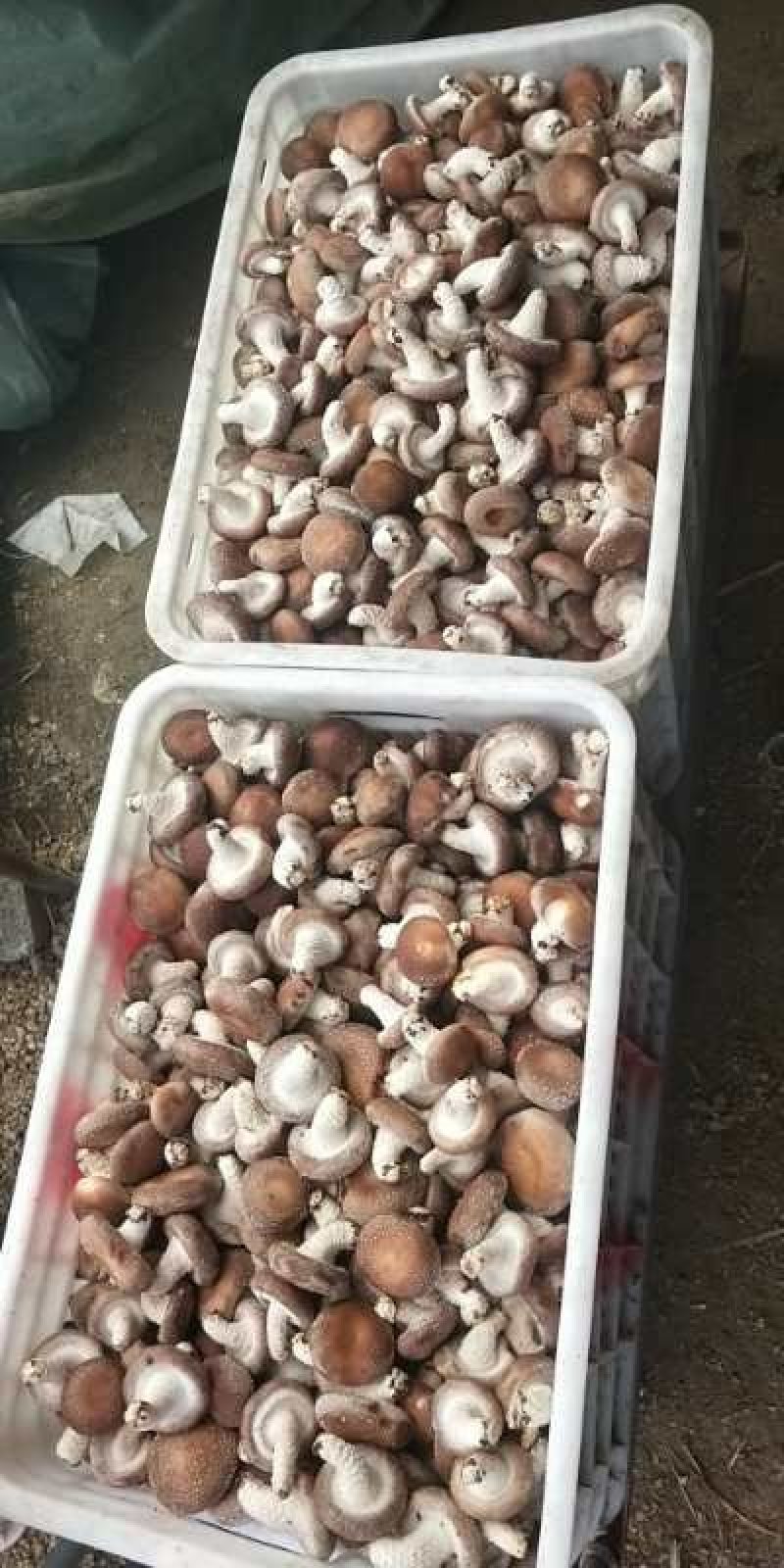 香菇冬季