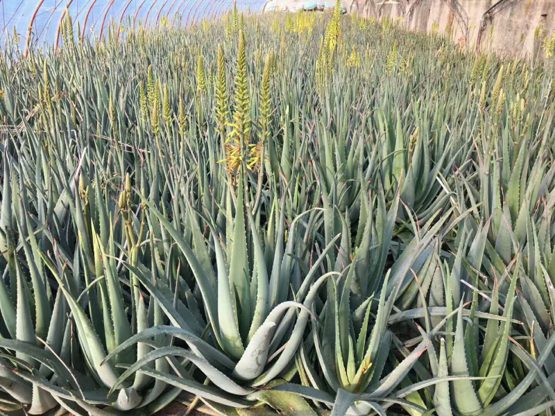 纳豆芦荟，常年提供美容院