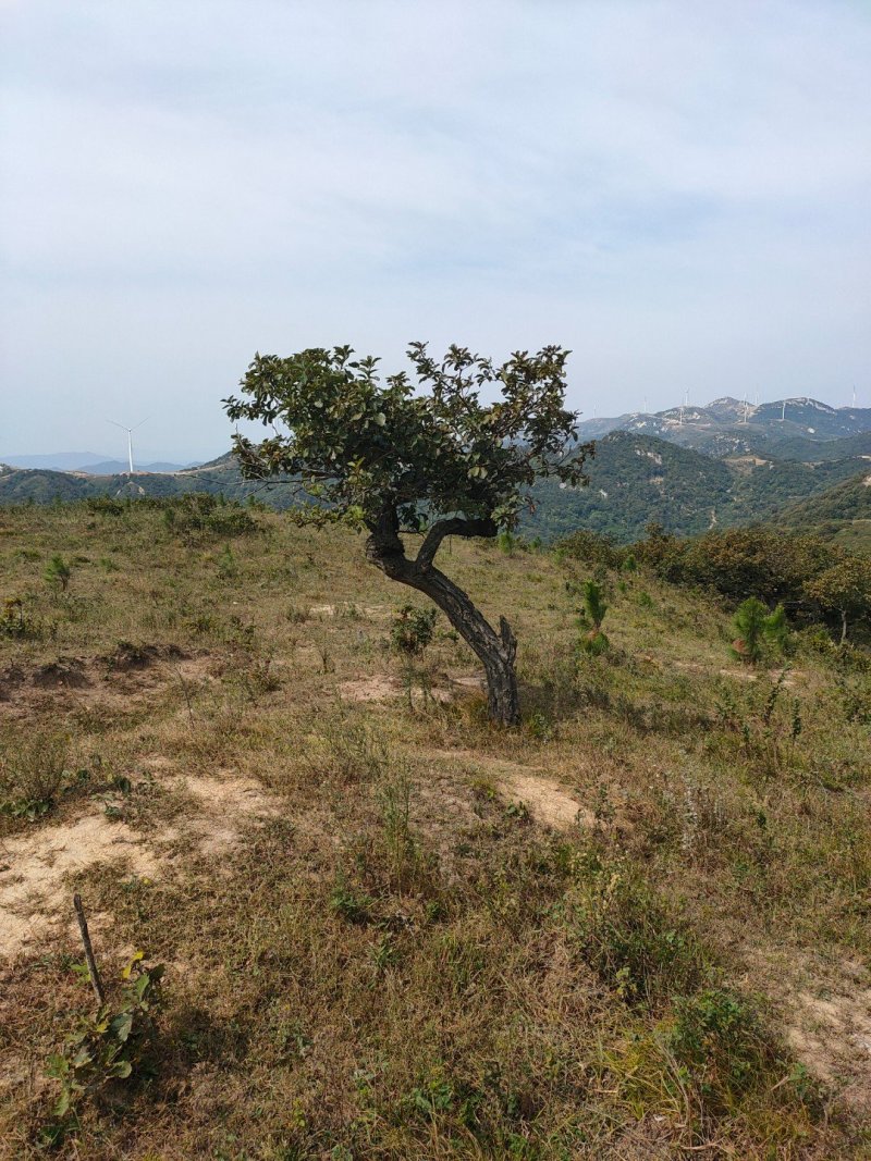 蒙古栎单杆造型二十至八十公分均有