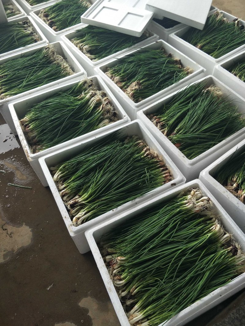 小香葱大量上市，质量好，价格低。