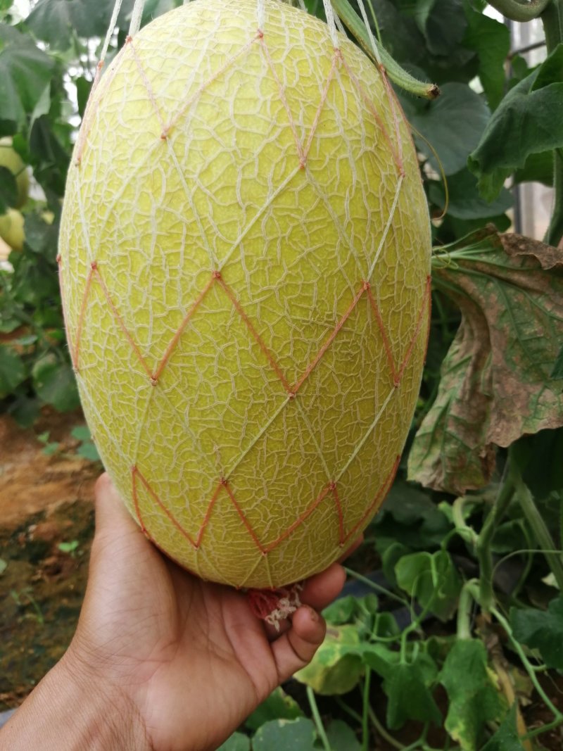金凤凰哈密瓜