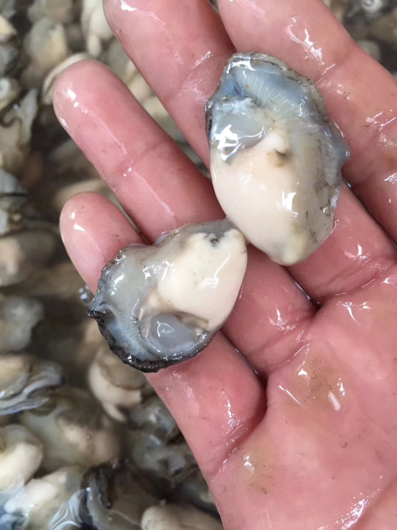 生蚝肉鲜活现剥新鲜蚝仔肉牡蛎肉蚝仔煎海蛎子肉汫洲直供