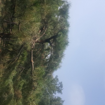 油松