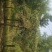 油松