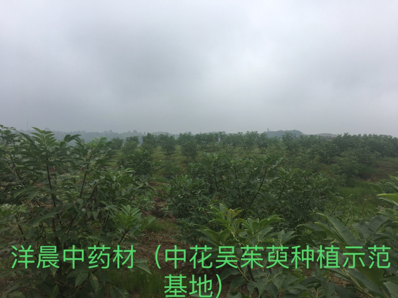 吴茱萸苗正宗中花吴茱萸扦插苗