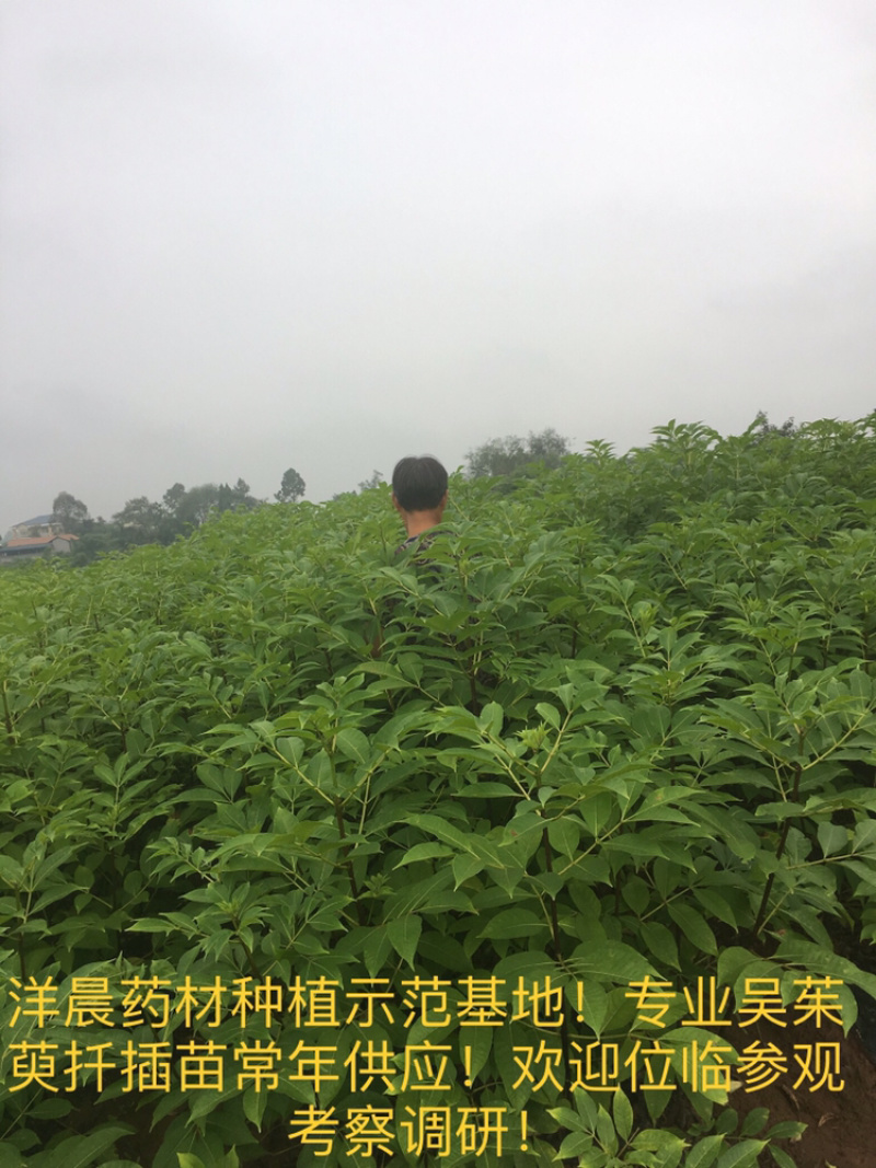 吴茱萸苗正宗中花吴茱萸扦插苗