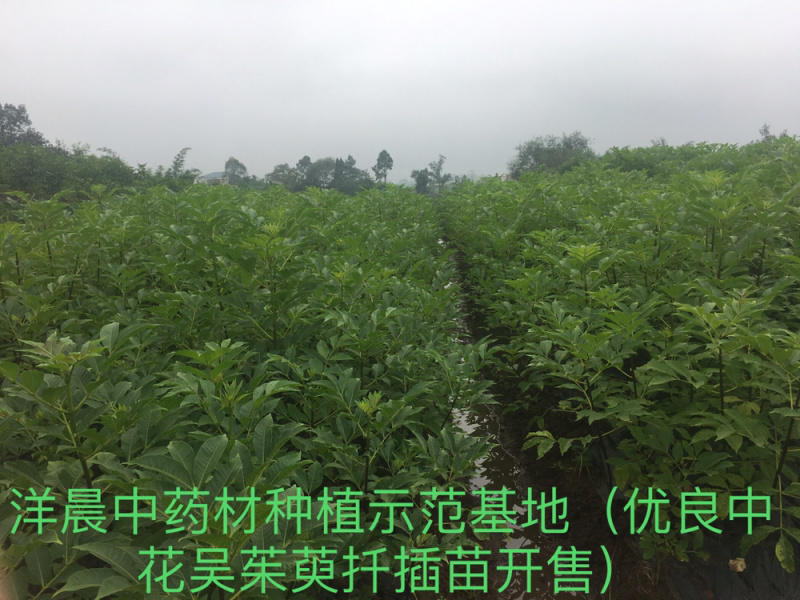 吴茱萸苗正宗中花吴茱萸扦插苗