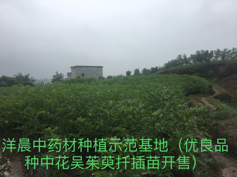 吴茱萸苗正宗中花吴茱萸扦插苗