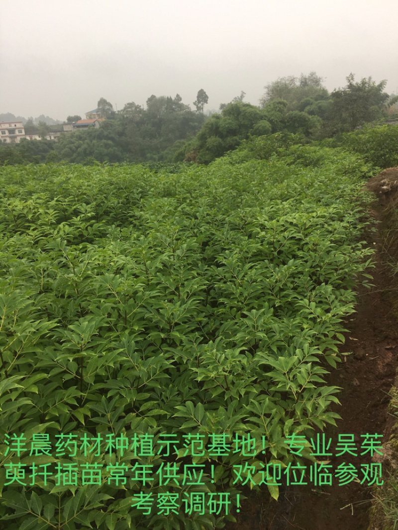 吴茱萸苗正宗中花吴茱萸扦插苗