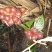 草果，质量杠杠的，价格私聊