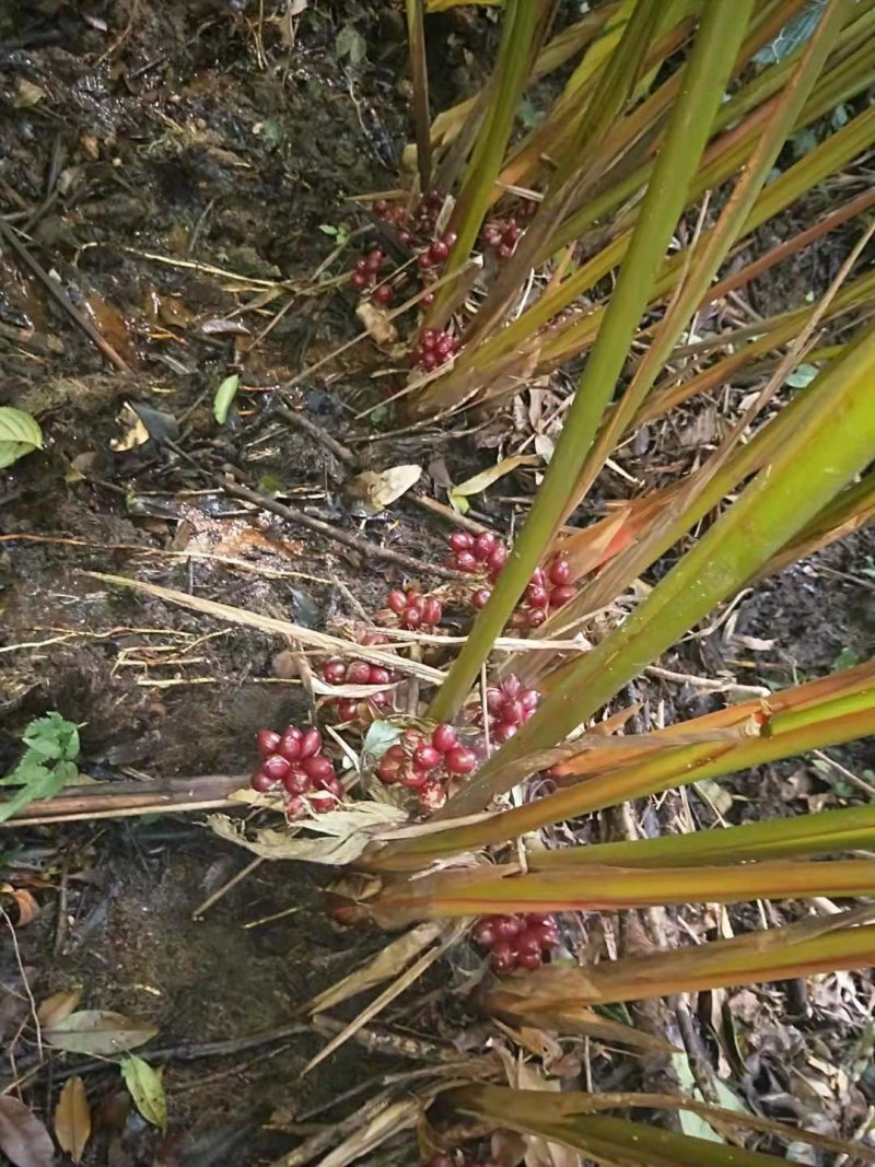 草果，质量杠杠的，价格私聊