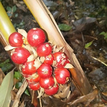 草果，质量杠杠的，价格私聊