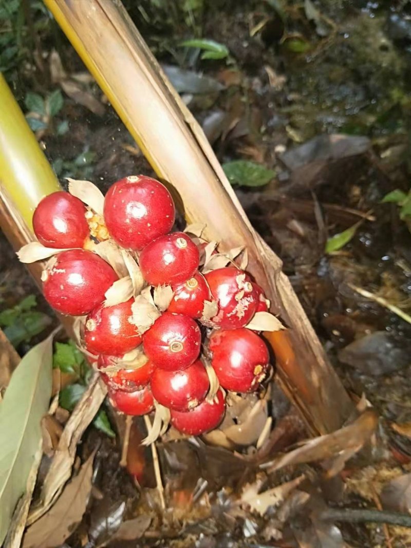 草果，质量杠杠的，价格私聊