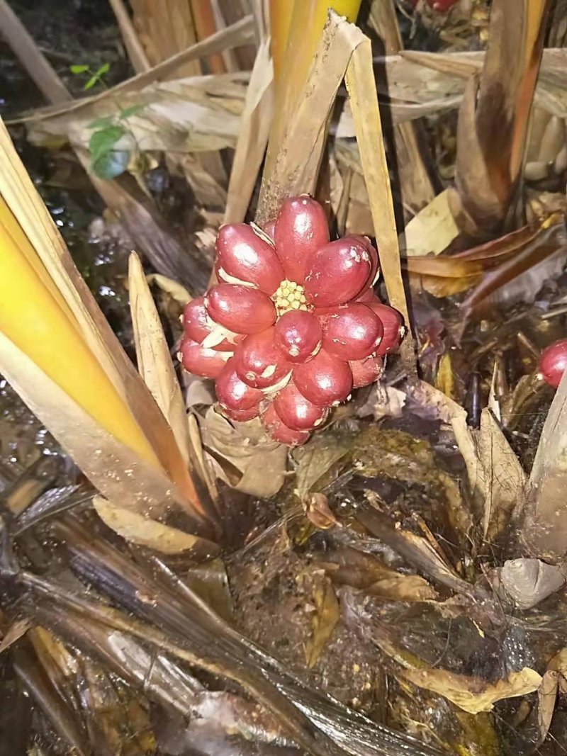 草果，质量杠杠的，价格私聊