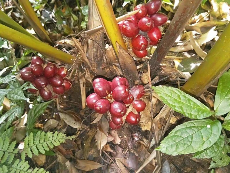 草果，质量杠杠的，价格私聊