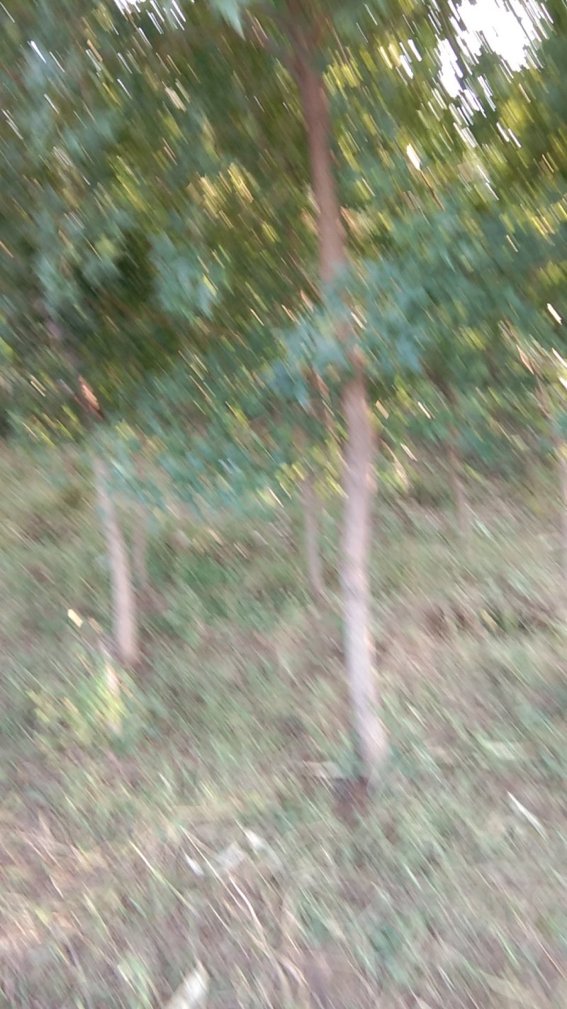 五角枫