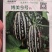 博美9号甜瓜种子，花皮绿肉橘瓤，酥脆爽口，糖度高