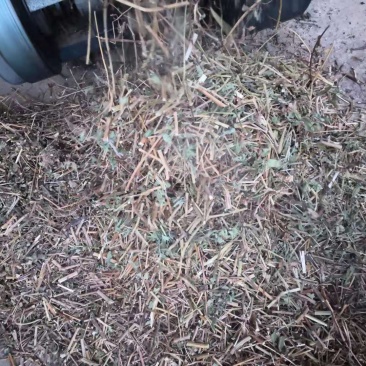 鬼针草切段大货靓货批发零售