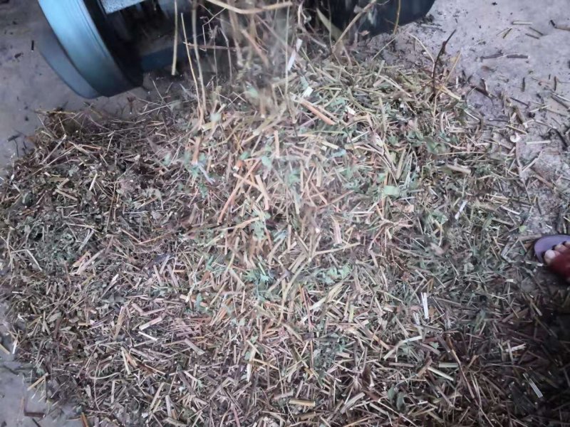 鬼针草切段大货靓货批发零售
